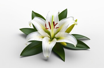Fototapeta premium Beautiful white lily flowers banner. White lily flower on white background. Floral wedding card, celebration, invitation, farewell greeting, condolence. Easter Lily flowers