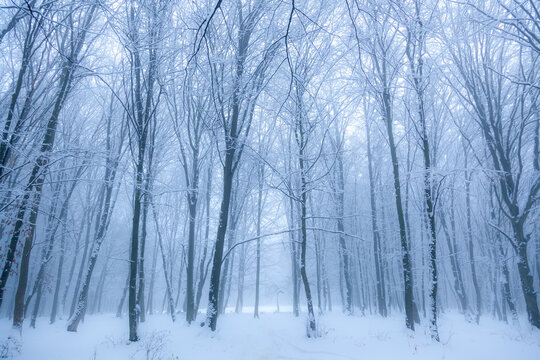 Winter forest in the fog