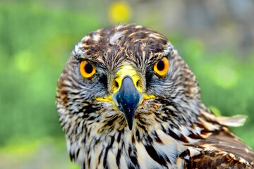 portrait of an falcon
