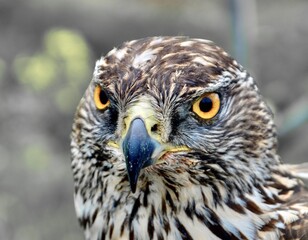 close up of an eagle