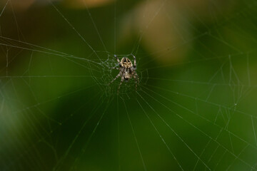 spotted orb-weaver spider from genus neoscona on its web, waiting for prey, with natural bokeh background