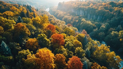 Vue aérienne d'une forêt dense en automne : Palette éclatante de couleurs automnales - obrazy, fototapety, plakaty