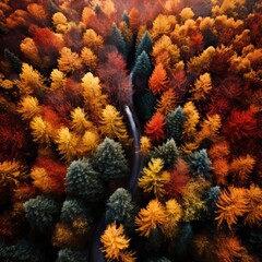 Vue aérienne d'une forêt automnale : Palette de couleurs vives et chemin sinueux
