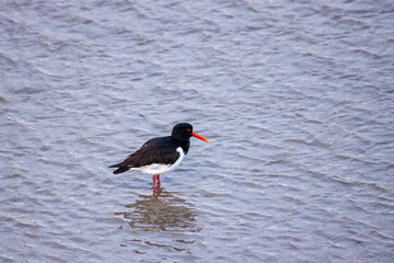 European Oystercatcher (Haematopus ostralegus) - Coastal Sentinel in Black and White