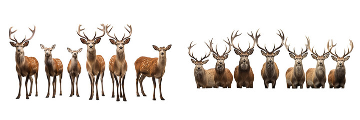 Group of Deer animal isolated on a transparent background 