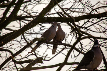 Eurasian Collared Dove (Streptopelia decaocto) - Gentle Coos in Suburban Serenity