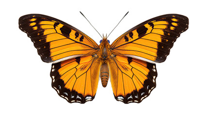 Abstract closeup butterfly isolated on transparent background