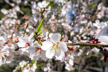 Vivid almond blossoms in full bloom, with a detailed focus on the pink petals and yellow stamens against a blurred background.