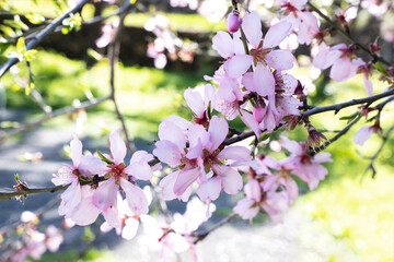 Soft pink almond flower blossoms cin the garden symbolizing the freshness and joy of the spring season.