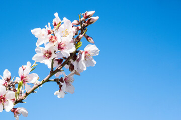 Vivid white almond flower in full bloom against the blue sky , springtime cocnept