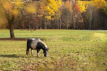 portrait of a spotted pony grazing in a meadow on a sunny autumn day