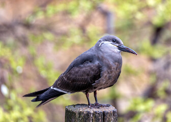 Female Inca Tern (Larosterna inca) - Elegance Amidst Coastal Splendor