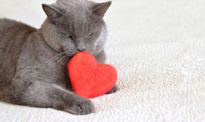Gray purebred cat lies with a heart.