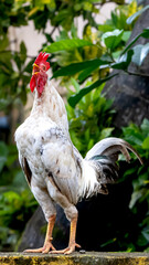 rooster in the farm