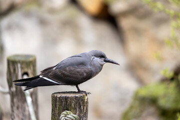 Female Inca Tern (Larosterna inca) - Elegance Amidst Coastal Splendor