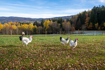 chickens and ponies graze in a meadow on a sunny autumn day against the backdrop of a mountain...