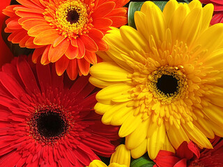 Multicolored gerbera flowers in bouquet, close-up. Colorful gerbera, yellow, orange, red flowers. Floral background.