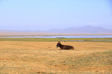 donkey near Song kol lake, Kyrgyzstan, Central Asia