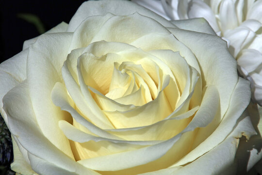 Closeup image of a sunlit white China Rose bloom, Derbyshire England