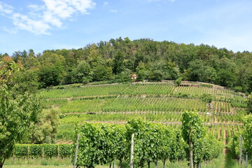 Fototapeta na wymiar Wine growing in Pillnitz at the Saxon Wine Route, Germany
