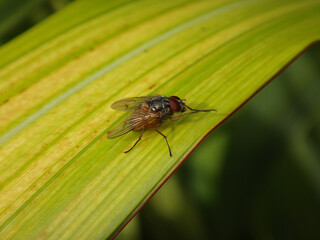 Male orange-bellied bristleshin fly (Phaonia subventa) sitting on a long yellow-green leaf