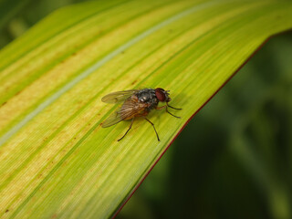 Male orange-bellied bristleshin fly (Phaonia subventa) sitting on a long yellow-green leaf