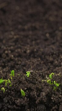 Growing plants in time-lapse, sprouts germination newborn cress salad plant in greenhouse agriculture, close up	vertical shot
