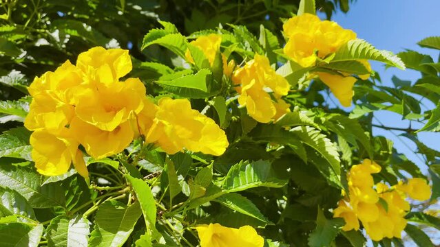 Bright yellow flowers on green branches, against the blue sky. Egyptian yellow flowers in the trees, close-up, slow motion. Hurghada, December.
