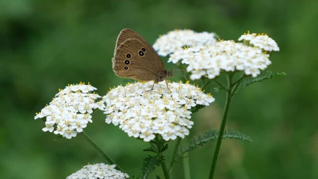 Closeup of butterfly feeding on meadow flower. Achillea millefolium common yarrow white flowers, soft focus and foggy soft morning sunlight. Butterfly Ringlet. Aphantopus hyperantu