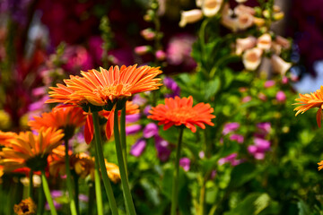 Close-up of Transvaal daisy in the garden. Bright orange wild flower, daisy, in the garden. Nature and landscape.