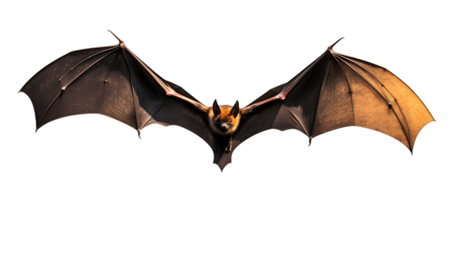Bat in flight. Wing flap. Isolated white or transparent background