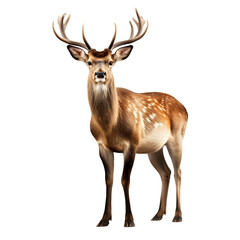 Deer standing isolated on white or transparent background