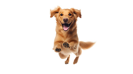 Happy dog jumping, isolated on white or transparent background