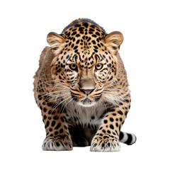 Leopard on isolated white or transparent background