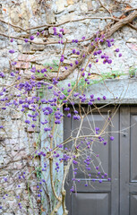 On an old brick wall, near a metal door, there grows a leafless bush with beautiful purple berries. Focus on berries. Vertical photo