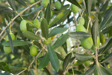 Green olives grow on the branch olive tree, close-up. Olive background for publication, design,...