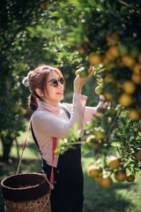 A woman farmer is working in orchard or orange farm.