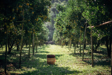 A basket in the orchard or orange garden.