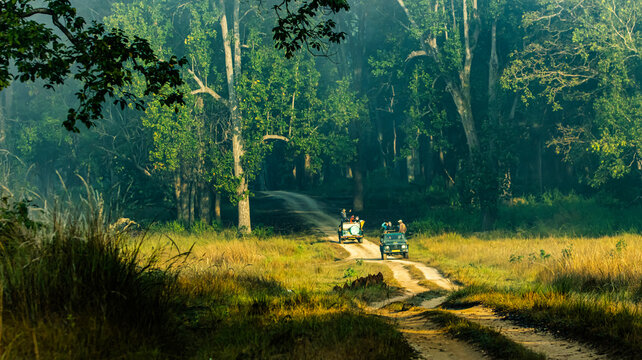 Distant shot of Kanha jungle with jeeps passing by