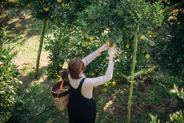 A happy woman farmer harvesting orange in orchard or orange farm.