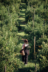 A happy woman farmer walking in orchard or orange farm.