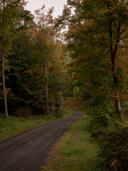 Obraz premium Dusky country backroad flanked by autumnal trees on both sides