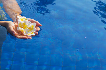 Female hands holding beautiful frangipani flowers in swimming pool. Concept of recreation in a...