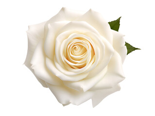Single White Rose, top view, isolated on a transparent or white background