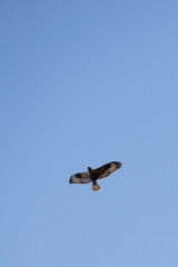 Flying eagle. Bird of prey. Blue sky background.