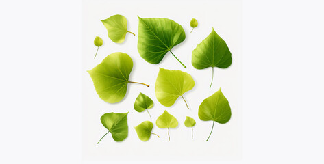 realistic leaves composition on transparent background, green leaves isolated on white