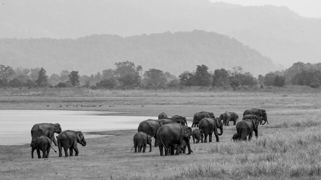 Black and white photo of Elephant herd 