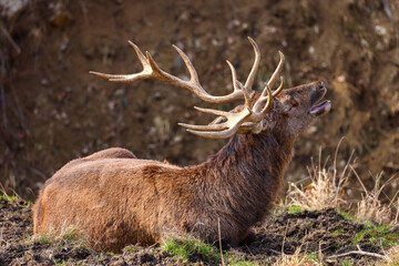 roaring male deer with large antlers