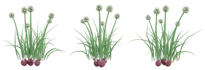 3d illustration of green allium cepa plant on transparent background, onion png.