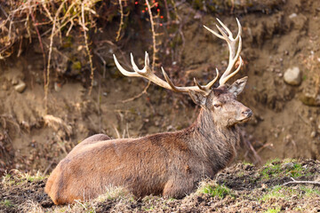 one single male deer with antler in the forest